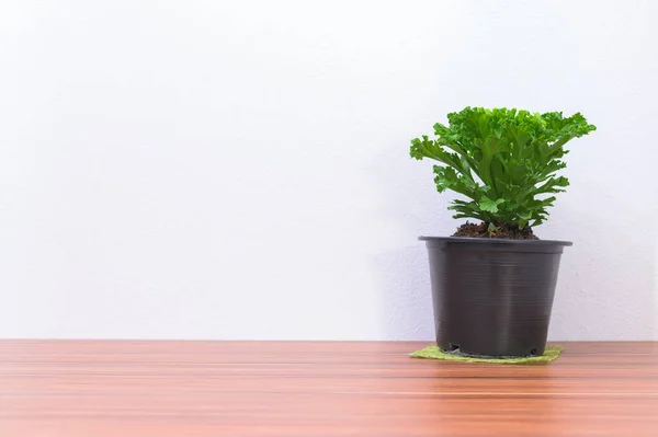 Plant Pot Desk — Stock Photo, Image