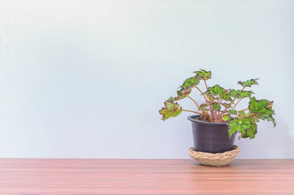 Plant Pot Desk — Stock Photo, Image