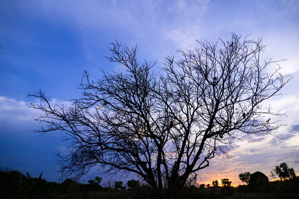 Sílhueta Árvore Noite — Fotografia de Stock