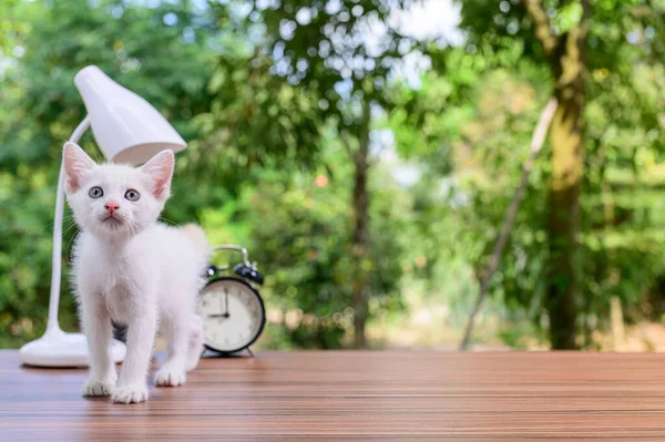 Masadaki sevimli kedi.