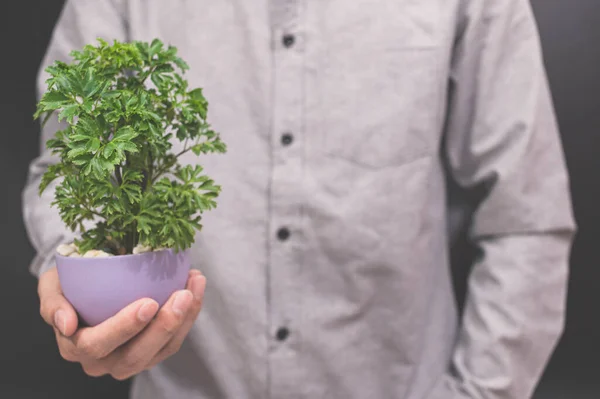 Plant Pot Human Hands Love Nature Concept Love Tree — Stock Photo, Image