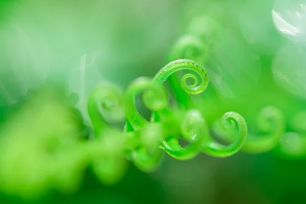 Miljö Kärlek Koncept Kärlek Natur Grönt Löv Bakgrund — Stockfoto