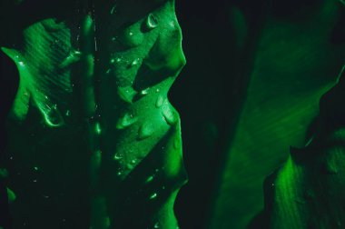 Çevresel aşk kavramı aşk doğası yeşil yaprak arka planı