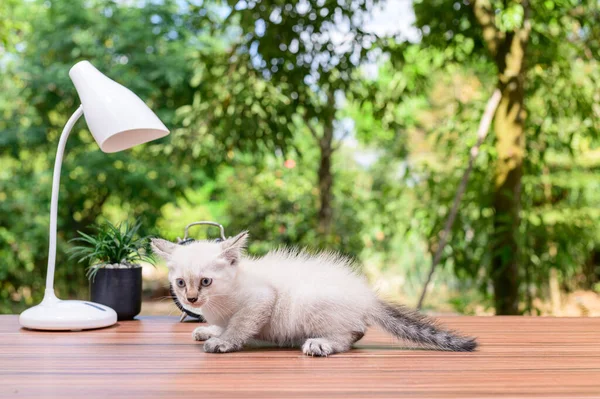 Niedliche Katze Auf Dem Tisch — Stockfoto