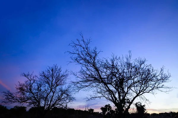 Boom Silhouet Sterft Avond Tijd — Stockfoto