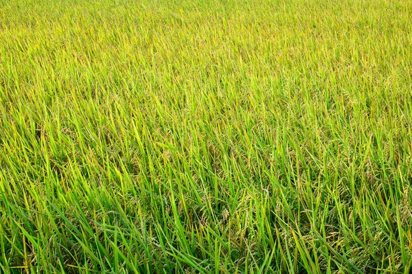 Rýžová Pole Zelená Rýže Dne — Stock fotografie