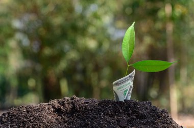 Finans sektörünün büyümesi büyüyen bir ağaç tarafından temsil edilir..