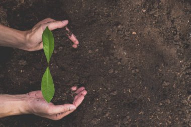 Dünya Çevre Günü, ağaç dikmek ve çevreyi sevmek, doğayı sevmek.
