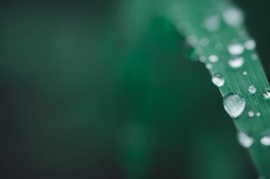 Çevreyi seviyorum Yapraklardaki su damlacıkları