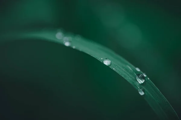 Aimer Environnement Gouttelettes Eau Sur Les Feuilles — Photo