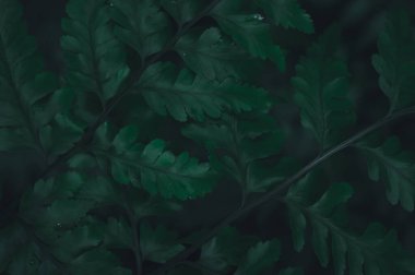 Yeşil yaprak arka planı doğaya ve çevreye olan sevgiyi gösteriyor.