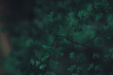 Yeşil yaprak arka planı doğaya ve çevreye olan sevgiyi gösteriyor.