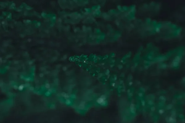 Зелений Фон Листя Показує Любов Природи Навколишнього Середовища — стокове фото