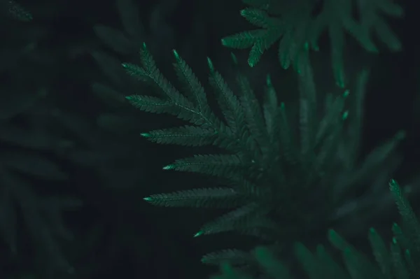 Зелений Фон Листя Показує Любов Природи Навколишнього Середовища — стокове фото