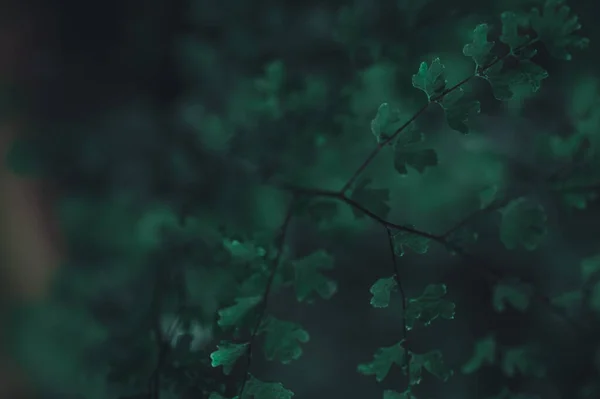 Der Grüne Hintergrund Zeigt Die Liebe Zur Natur Und Zur — Stockfoto