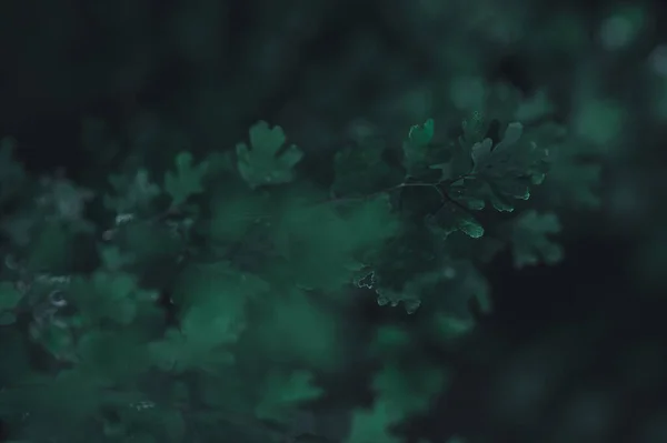 Den Gröna Bladbakgrunden Visar Kärleken Till Naturen Och Miljön — Stockfoto