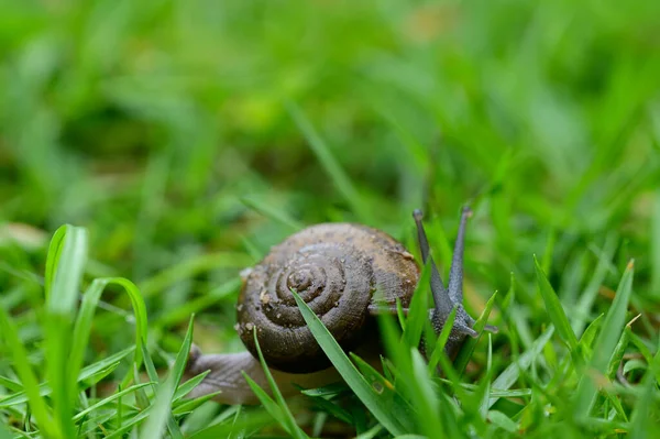 Escargot Marchant Sur Herbe — Photo