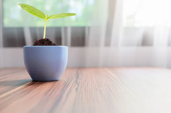 Les Arbres Poussent Pots Plantes Amour — Photo