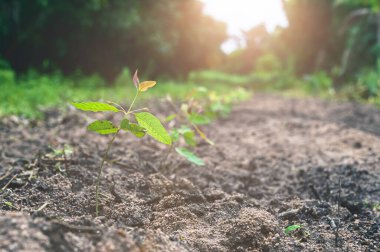 Ağaç dikme okaliptüsleri büyüyor..
