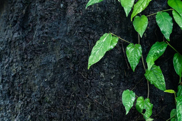 Hoja Fondo Verde Hiedra — Foto de Stock