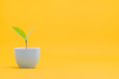 saksıda büyüyen bitki