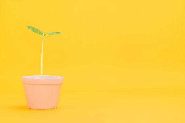 Planta Pote Que Cresce — Fotografia de Stock