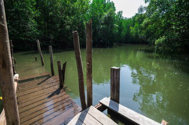 Rayong Eyaleti, Thung Prong tangası 'ndaki bir mangrov ormanının sakin görüntüsünü tecrübe edin. Çevre ve biyolojik çeşitliliğin korunmasında hayati rol oynuyor..