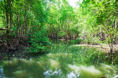 Rayong Eyaleti, Thung Prong Tangası 'ndaki yemyeşil bir mangrov ormanının huzur veren güzelliğini keşfedin. Bu canlı ekosistem çevrenin korunmasında önemli bir rol oynar..