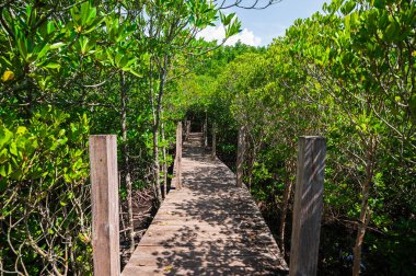 Tayland 'daki canlı mangrov ormanlarından geçen ahşap bir yolun huzur veren güzelliğini keşfetmek, çevresel korumanın önemini gözler önüne seriyor..