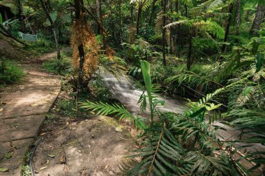 Chiang Mai 'de canlı yeşillik ve barışçıl doğa ile çevrili çarpıcı bir şelale sahnesi keşfedin. Rahatlama ve açık hava maceraları için mükemmel..