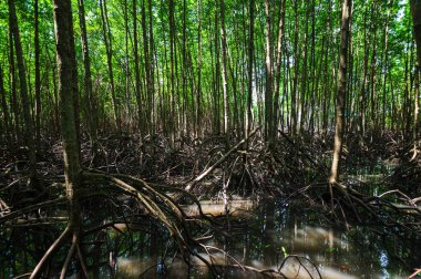 Tayland 'ın Rayong eyaletindeki Thung Prong Tangası' nın canlı mangrov ormanlarını keşfedin. Bu çarpıcı manzara, kıyı ekosistemlerinde mangrovların hayati önemini vurgulayarak yeşil ağaçları ve karmaşık kökleri sergiliyor..