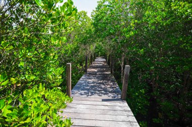 Thung Prong Tangası, Rayong Eyaleti 'ndeki bir mangrov ormanının dingin güzelliğini keşfedin. Yeşillik ve canlı ekosistem sergilenmektedir. Doğa aşıkları için mükemmel.!