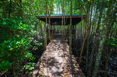 Thung Prong Tangası, Rayong Eyaleti 'ndeki yemyeşil mangrov ormanlarının arasından geçen ahşap bir geçidin büyüleyici güzelliğini keşfedin. Çevresel koruma ve sükuneti teşvik edin..