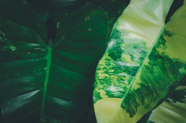 Doğanın çeşitliliğini vurgulayan yemyeşil yaprakların çarpıcı güzelliğini keşfedin. Bu yakın çekim eşsiz desenleri ve canlı yeşillik renklerini gösterir, koruma temaları için idealdir.