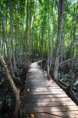 Thung Prong Tangası 'ndaki canlı bir mangrov ormanının içinden geçen, ekosistemi korumanın ve çevresel güzelliğin önemini vurgulayan sakin, ahşap bir patika keşfedin..