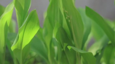 Evlerin ve ağaçların arkasında güzel bir günbatımı.