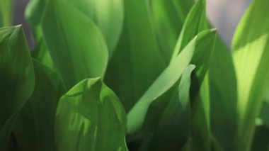 Evlerin ve ağaçların arkasında güzel bir günbatımı.