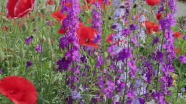 Yabani çiçekler - gelincikler, çiçek, çayırdaki papatyalar.