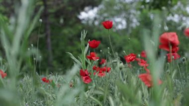Yabani çiçekler - gelincikler, çiçek, çayırdaki papatyalar.