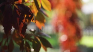 Sonbahar renkleri. Bahçedeki süs üzümlerinin kırmızı yaprakları. Seçici odaklanma. Bulanık etkisi.