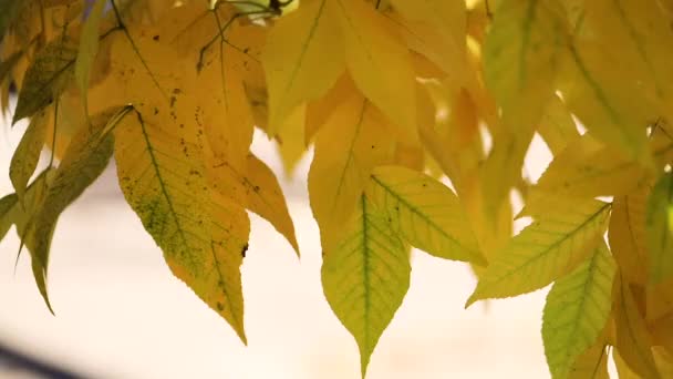 Autumn colors. Yellow leaves in the garden. Selective focus. Blur effect. — Stock Footage Autumn Colors Yellow Leaves Garden Selective Focus Blur Effect Royalty Free Stock Video