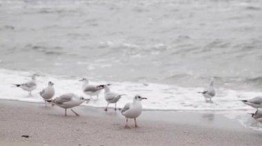 Karadeniz sahilinde martılar var. Deniz plajı - yakın çekim, dalgalar, taşlar ve kabuklar, kum ve yosun.