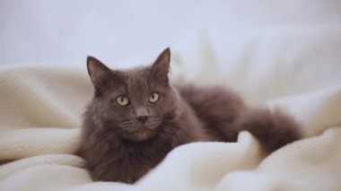 Güzel gri tüylü kedi kanepede uyuyor. Seçici odak.