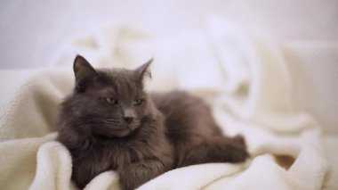 Güzel gri tüylü kedi kanepede uyuyor. Seçici odak.