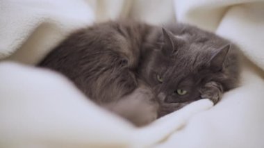 Güzel gri tüylü kedi kanepede uyuyor. Seçici odak.