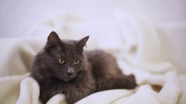 Güzel gri tüylü kedi kanepede uyuyor. Seçici odak.