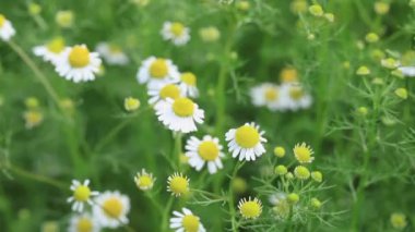 Bir yaz gününde tıbbi papatya çayı. Çiçekli papatya çayı rüzgarda sallanıyor. Seçici odak.