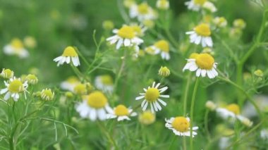 Bir yaz gününde tıbbi papatya çayı. Çiçekli papatya çayı rüzgarda sallanıyor. Seçici odak.
