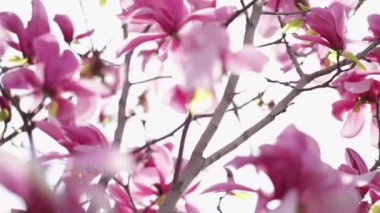 Bahar geldi. Rüzgarda, mavi gökyüzüne karşı açan pembe manolyalar. Seçici odak.