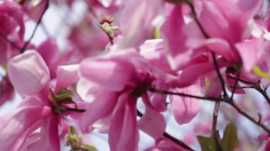 Bahar geldi. Rüzgarda, mavi gökyüzüne karşı açan pembe manolyalar. Seçici odak.